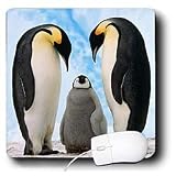 Birds - Emperor Penguin Family - Mouse Pads