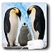 Birds - Emperor Penguin Family - Mouse Pads