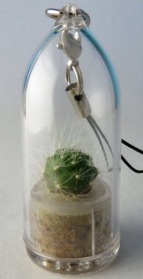 Fluffy - Live Cacti Terrarium Flower -Boo-Boo Plant Fluffy - Live Cacti Terrarium Flower -Boo-Boo Plant