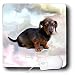 dachshund13 - Dogs Dachshund Miniature Dachshund Mouse Pads