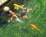 Koi Fish Feeding Ball 12cm