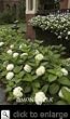 Endless Summer Blushing Bride Hydrangea Plant Five Gallon by Monrovia