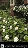 Summer Endless Endless Summer Hydrangea