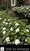 Endless Summer Blushing Bride Hydrangea Plant Five Gallon by Monrovia