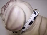  : Jungle Prince 14in Dog Collar Snow Leopard 1429