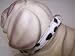 Kitchen & Housewares : Jungle Prince 14in Dog Collar Snow Leopard 1429