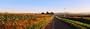 Road Along Rural Cornfield, Illinois, USA Photographic Poster Print by Panoramic Images , 40x120