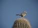 A Cactus Wren Perches on Top of a Saguaro Cactus Photographic Poster Print by Bates Littlehales, 36x48