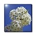 Flowers in a Blue Sky- Flowering Tree- Spring Photography - 8 Inch Glass Tile