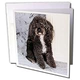 Dogs Poodle - Black and white Toy Poodle - Greeting Cards-6 Greeting Cards with envelopes