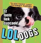 LOLdogs: Teh Most Funyest Puppiez [Paperback]