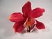 Bright Pink Cymbidium Orchid Hair Clip