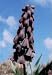 Fritillaria persica (3 Bulb)
