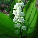 Convallaria majalis (Lily-of-the-Valley, Lily of the Valley) {50 Bare Root plants, $2.37 each plant}