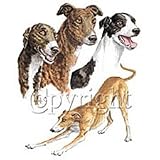 Greyhound Adult T-Shirt