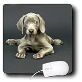 Dogs Weimaraner - Weimaraner Puppy - Mouse Pads