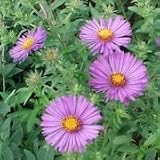 Swamp Aster (Aster puniceus) - Jumbo Wildflower Seed Packet