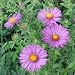 Swamp Aster (Aster puniceus) - Jumbo Wildflower Seed Packet