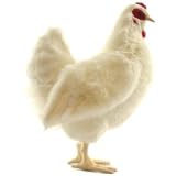 Hansa White Hen (Chicken) Stuffed Plush Animal
