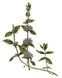 Pennyroyal Herbal Tea