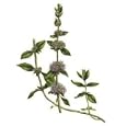 Pennyroyal Herbal Tea