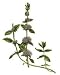 Health & Personal Care : Pennyroyal Herbal Tea