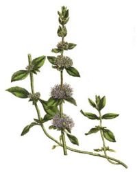 Pennyroyal Herbal Tea