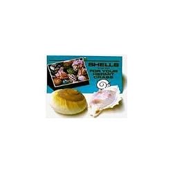 Shells for Hermit Crabs - Large - 2 pk