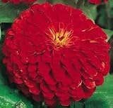 Zinnia Cherry Queen Flower Seeds 200+ Super Bloomers By Hinterland Trading