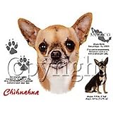 Chihuahua Adult Sweatshirt