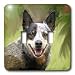 Dogs Australian Cattle - Australian Cattle Dog - Light Switch Covers - double toggle switch