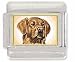 golden_retriever19golden retriever - GOLDEN RETRIEVER Italian Charm