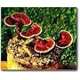 The Reishi Mushroom Patch - Indoor / Outdoor Mushroom Growing Kit - Grow Your Own Edible Mushrooms & Fungi. Easy & Fun Mush Room Growing Kit - Grow Rieshi Mushrooms for Cooking Ingredients. Great Gift Idea for a Cook.
