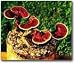 The Reishi Mushroom Garden Patch- Indoor/Outdoor Mushroom Growing Kit - Grow Edible Mushrooms & Fungi. Easy & Fun Mush Room Grow Kits
