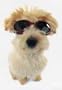 Doggles-ILS - Black Frame/Smoke Lenses - Small