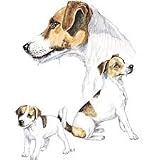 Jack Russell Terrier Womens Scoop Neck T-Shirt