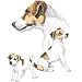 Jack Russell Terrier Adult Sweatshirt