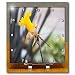 A Yellow Flower that Came From a Bulb Close Up - 6x6 Desk Clock