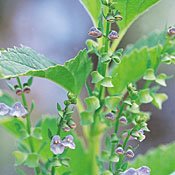 Organic American Skullcap - 100 Seeds - Herb