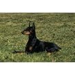 Doberman Floor Mat