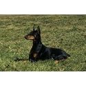 Doberman Floor Mat