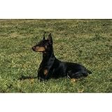 Doberman Floor Mat