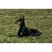 Doberman Floor Mat