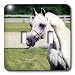Horse - Head of Arab Horse - Light Switch Covers - double toggle switch