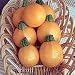 Outdoor Living : Courgette F1 One Ball Seeds (1 Pkt - 20 seeds)