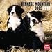 Bernese Mountain Dogs 2010 Wall Calendar 12" X 12"