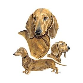 Dachshunds T-Shirts