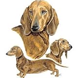 Dachshund Adult Long Sleeve T-Shirt