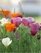Outdoor Living : California Poppy Mix
