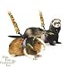Pet Supplies : Comfort Harness Stretchy Leash - Medium